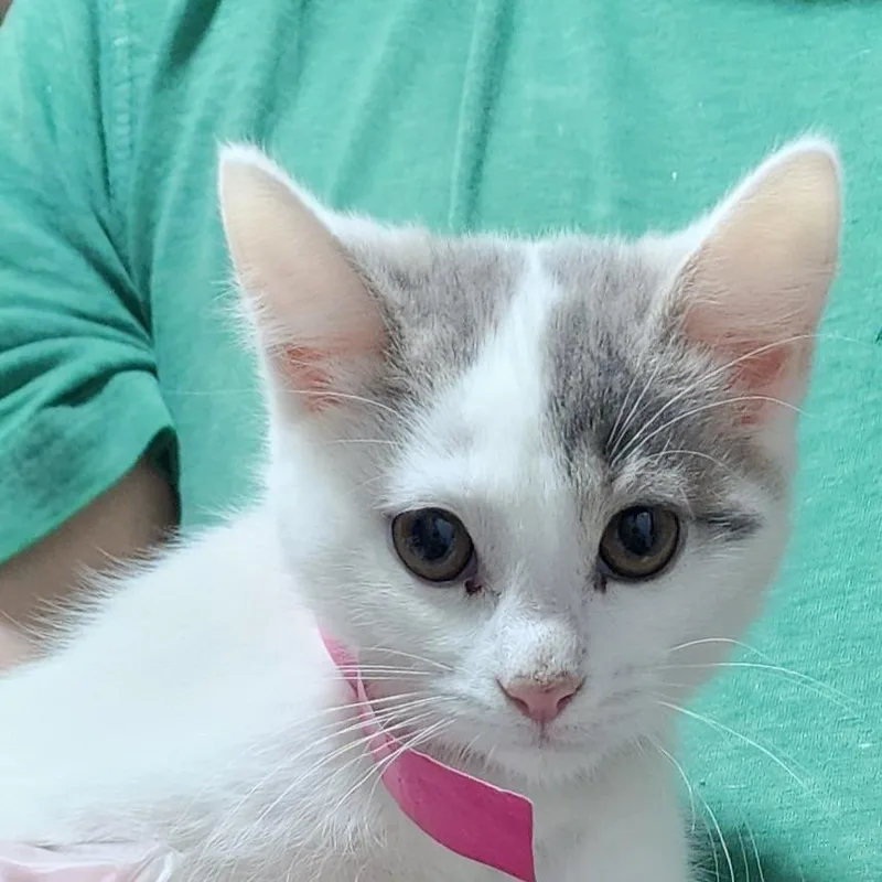 A baby small-sized female White Turkish Van cat named Kindness for adoption in Carmel, IN