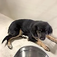An adult medium-sized female Black Spaniel dog named Judy  URGENT for adoption in Thousand Oaks, CA