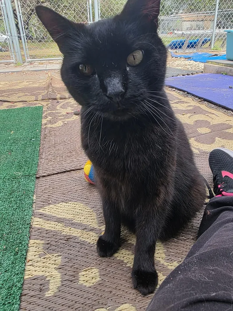 A senior small-sized female Domestic Short Hair cat named Iris for adoption in Spring Hill, FL