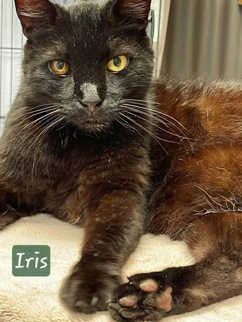 Iris thumbnail 2