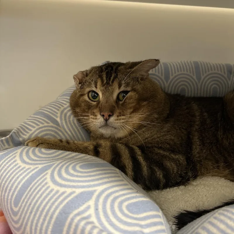 Doritos Loco Taco thumbnail 2