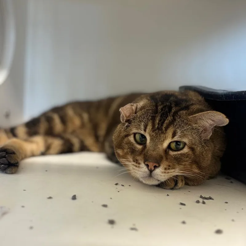 Doritos Loco Taco thumbnail 3