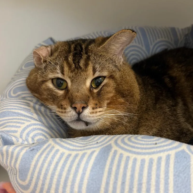 Doritos Loco Taco thumbnail 4