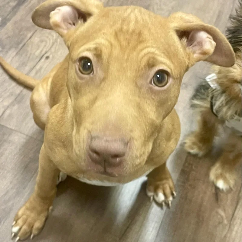 Scarlett thumbnail 2