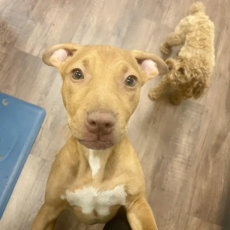 Scarlett thumbnail 4