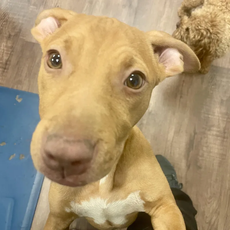 Scarlett thumbnail 5