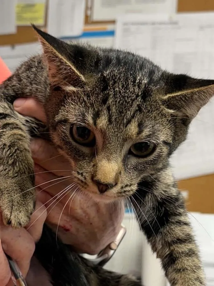 A baby medium-sized female Domestic Short Hair cat named Slice for adoption in Bolivar, MO