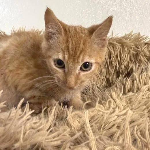 A baby small-sized male Orange / Red American Shorthair cat named Frisco for adoption in Mount Shasta, CA
