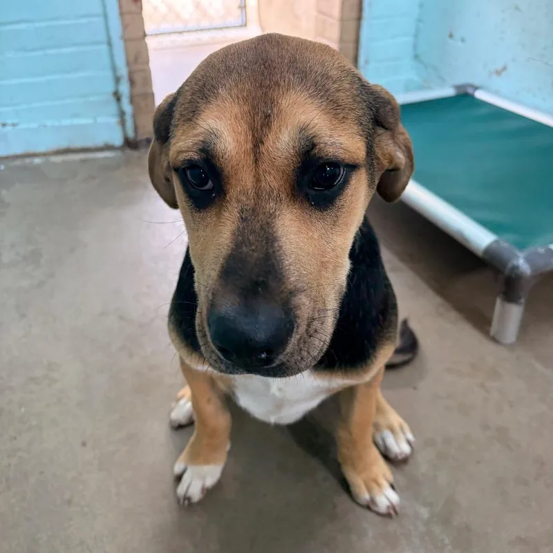 A baby large-sized female Black Hound dog named Crystal for adoption in Tulsa, OK