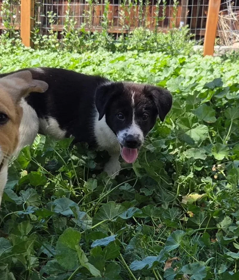 A baby medium-sized female Australian Cattle Dog / Blue Heeler dog named Lola Fatima for adoption in Fort Lupton, CO