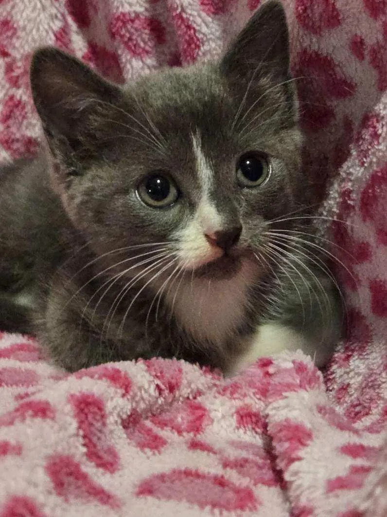 A baby small-sized female Gray & White Domestic Short Hair cat named Connie & Gypsy Bonded for adoption in Boca Raton, FL