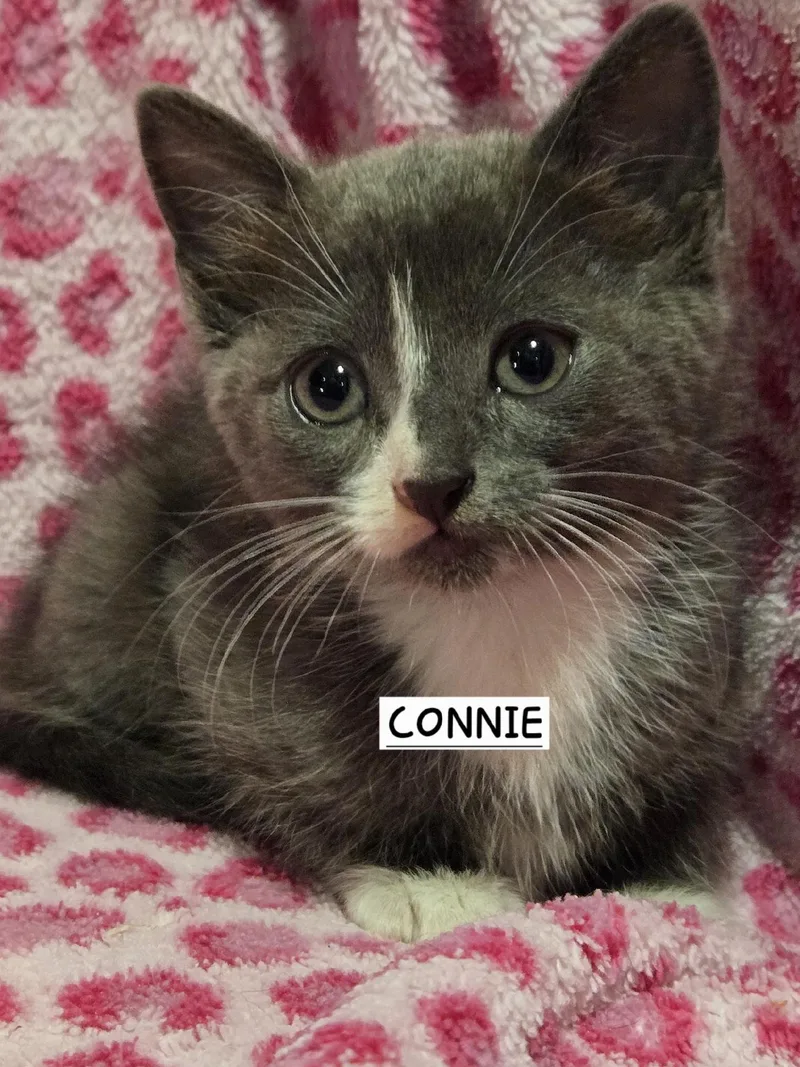 Connie & Gypsy Bonded thumbnail 4