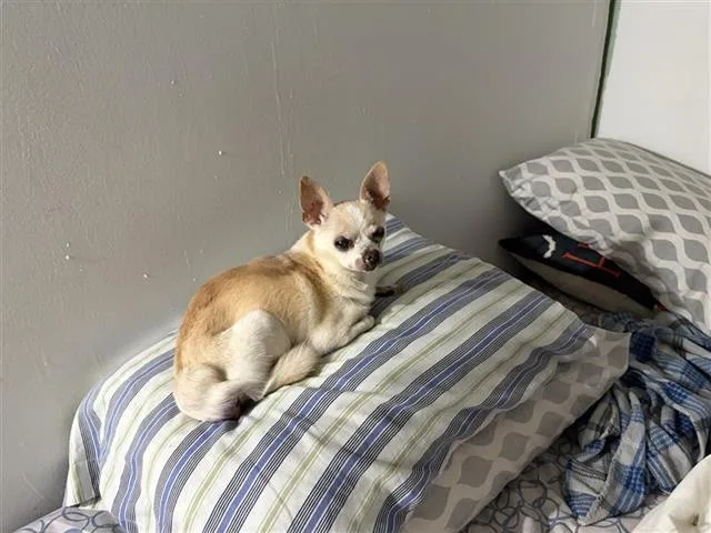 A senior small-sized male Chihuahua dog named Cookie for adoption in San Antonio, TX
