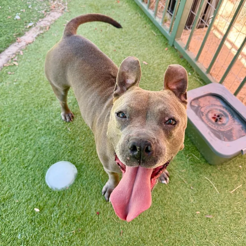 An adult medium-sized female Gray / Blue / Silver Pit Bull Terrier dog named Peppa for adoption in Agoura Hills, CA