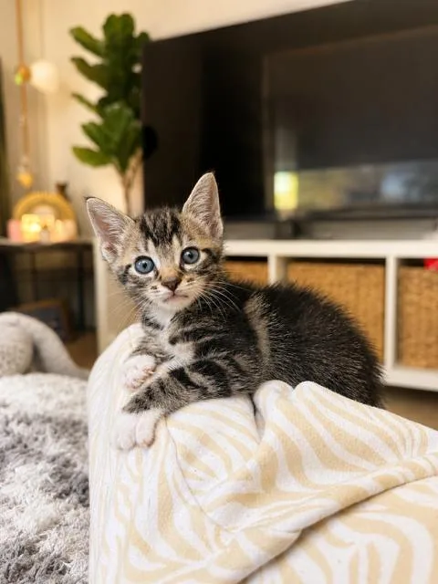 A baby small-sized female Tabby (Brown / Chocolate) Domestic Short Hair cat named Cookie & Cream Bonded for adoption in Boca Raton, FL