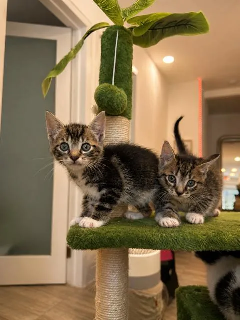 Cookie & Cream Bonded thumbnail 3