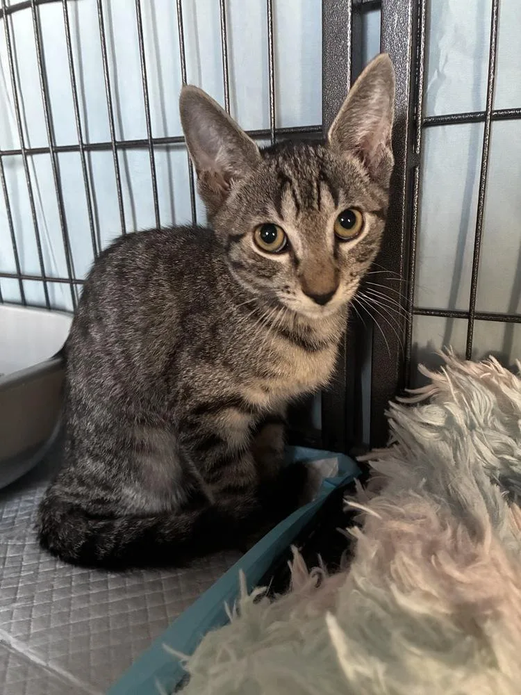 A baby small-sized male Gray / Blue / Silver Tabby cat named Precious Potter for adoption in Randolph, MA