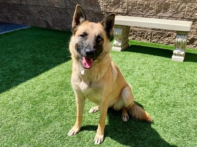 An adult medium-sized female Belgian Shepherd / Malinois dog named Klara for adoption in Moreno Valley, CA