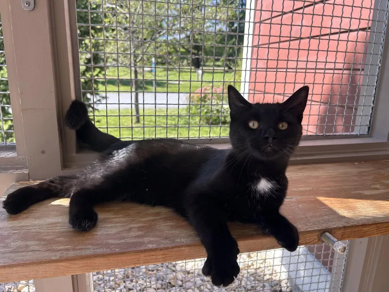 A young medium-sized male Domestic Short Hair cat named Ronnie for adoption in Arlington, VT