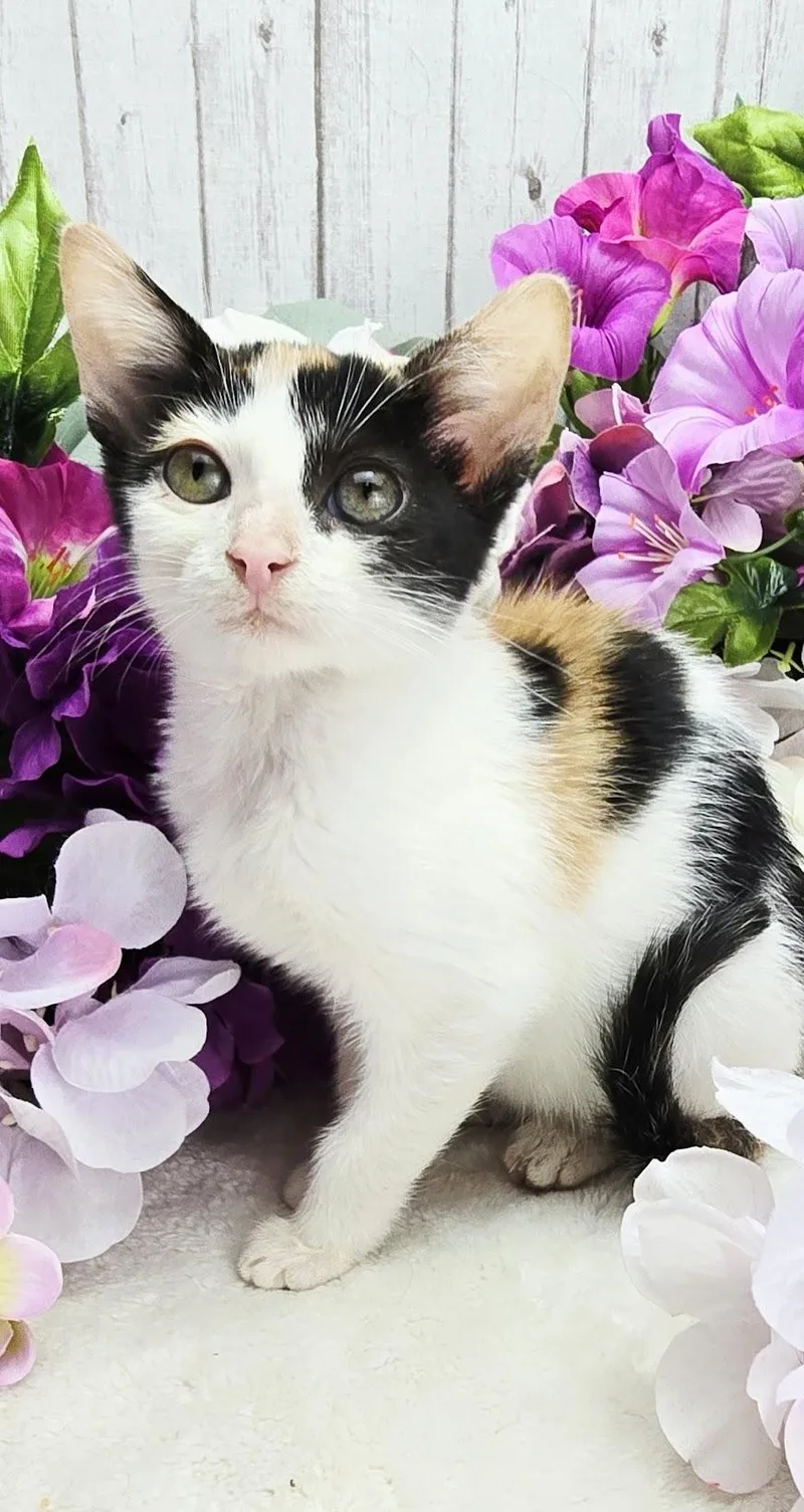 A baby small-sized female Calico Domestic Short Hair cat named Buttercup for adoption in Ocean Springs, MS