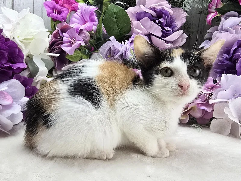 Buttercup thumbnail 2