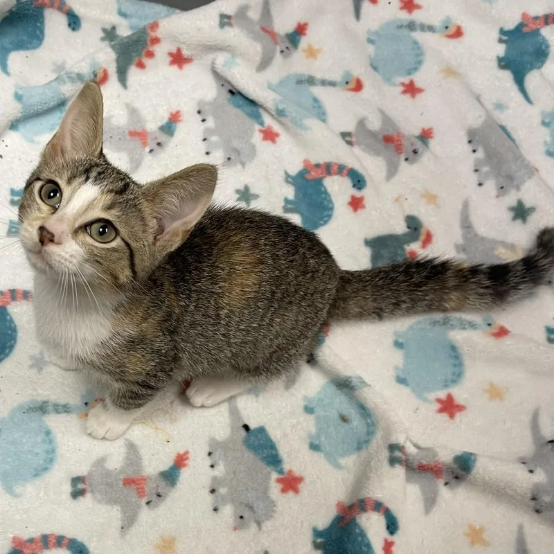 A baby medium-sized female Black Domestic Short Hair cat named Rainier for adoption in Racine, WI