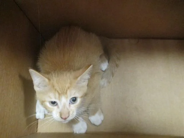 A baby small-sized male Domestic Short Hair cat named Rayman for adoption in Ocala, FL