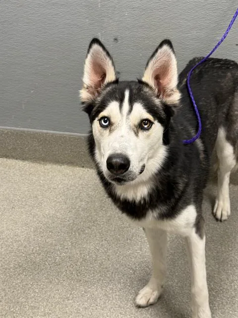 An adult large-sized male Siberian Husky dog named Jim Beam for adoption in Las Vegas, NV