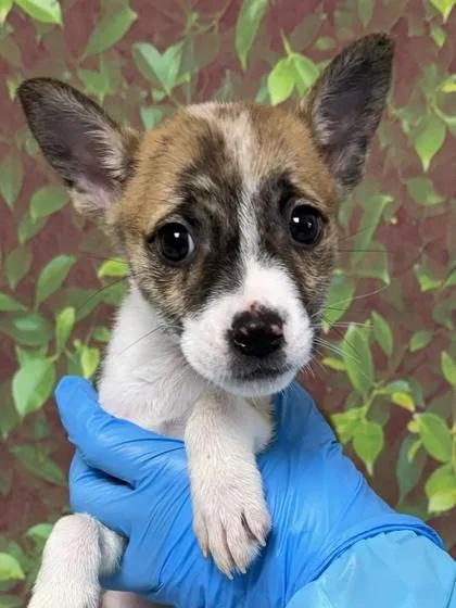 A young small-sized female Terrier dog named Darla for adoption in San Antonio, TX