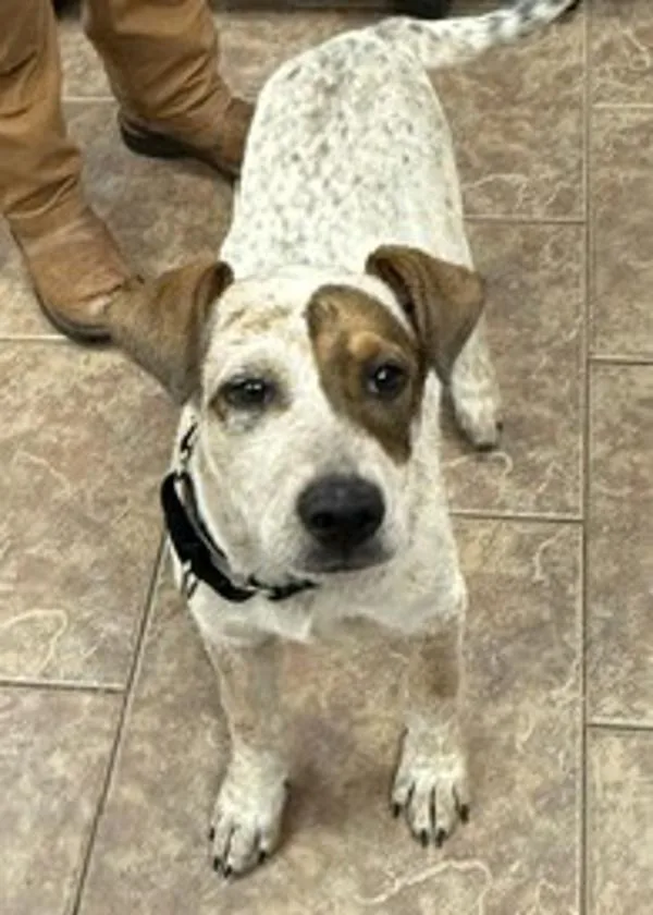 A baby medium-sized male Australian Cattle Dog / Blue Heeler dog named Asparagus for adoption in Littleton, CO