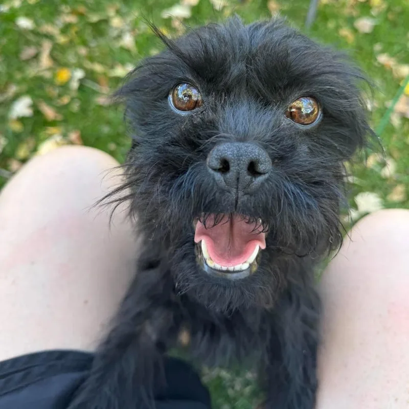 An adult small-sized female Black Pug dog named Tomassa for adoption in Rochester, MN