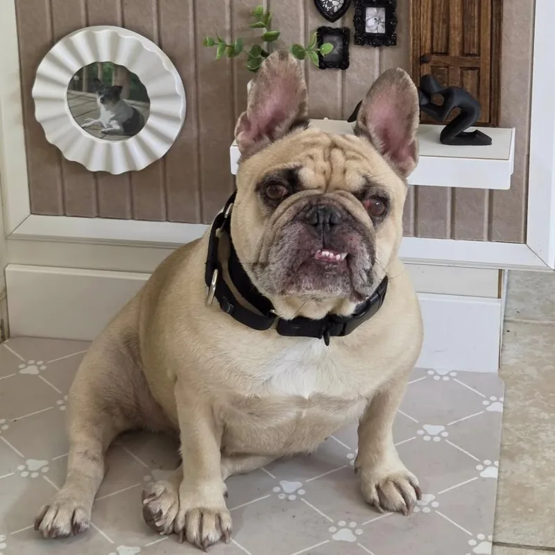 An adult medium-sized female Yellow / Tan / Blond / Fawn French Bulldog dog named Bridgette for adoption in DeKalb, IL