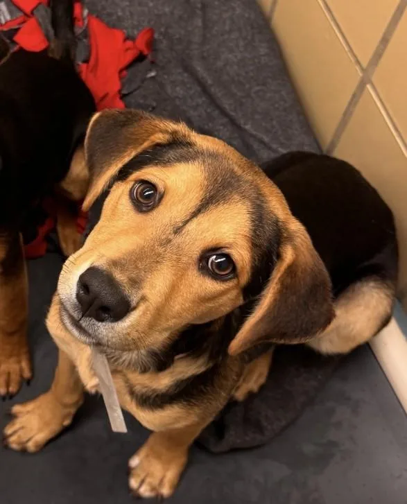 A baby small-sized female Australian Cattle Dog / Blue Heeler dog named Catalina for adoption in Houston, TX