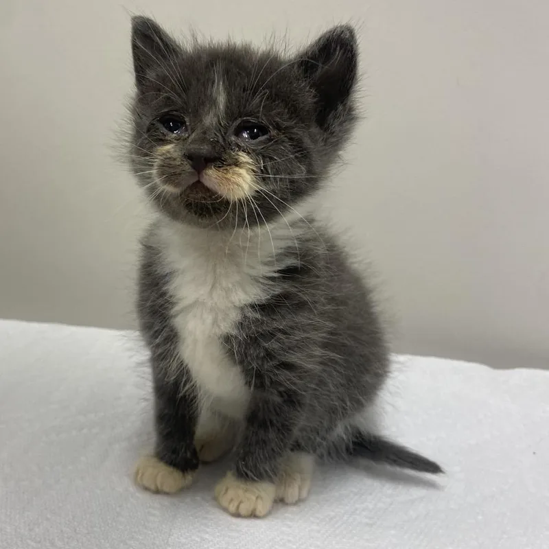 A baby small-sized male Gray / Blue / Silver American Shorthair cat named Mike for adoption in Chattanooga, TN