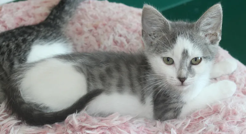 A baby medium-sized male Gray & White Domestic Short Hair cat named Noodle for adoption in Huron, SD