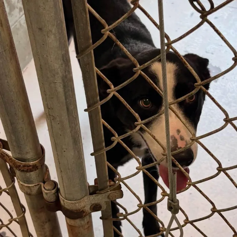 A baby medium-sized male Black Border Collie dog named Crush for adoption in East Hanover, NJ