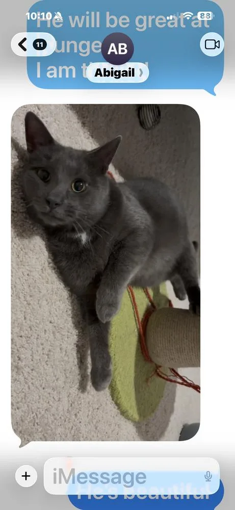 A young medium-sized male Gray / Blue / Silver Domestic Short Hair cat named Timmy for adoption in Harpers Ferry, WV
