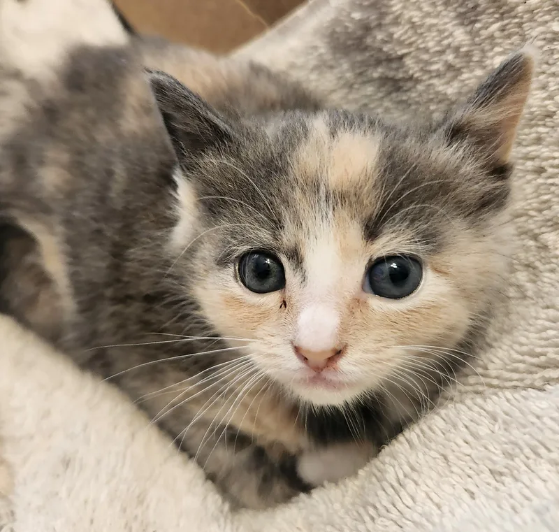 A baby medium-sized female Calico cat named Chiclet for adoption in Spring Hill, FL