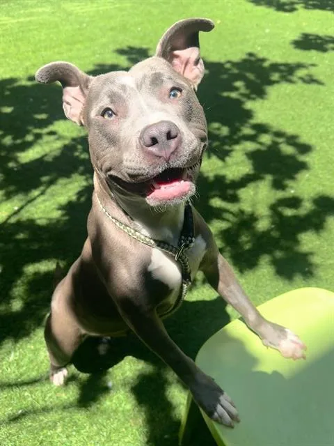 A young medium-sized female Pit Bull Terrier dog named Leia for adoption in San Francisco, CA