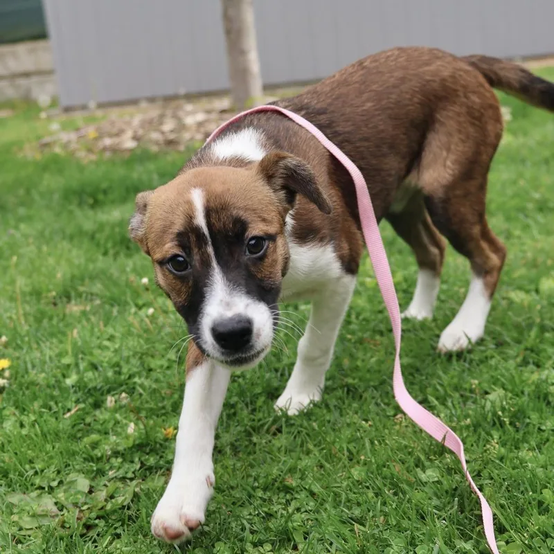 A baby small-sized female Sable Mixed Breed dog named Flora for adoption in Briarcliff Manor, NY