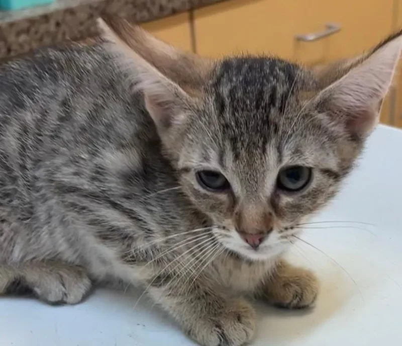 A baby small-sized male Domestic Short Hair cat named Mittens for adoption in Elizabethton, TN