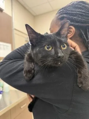 A young medium-sized female Domestic Short Hair cat named Juno for adoption in Fishers, IN