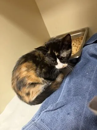 A baby medium-sized female Domestic Short Hair cat named Bye for adoption in Chamblee, GA