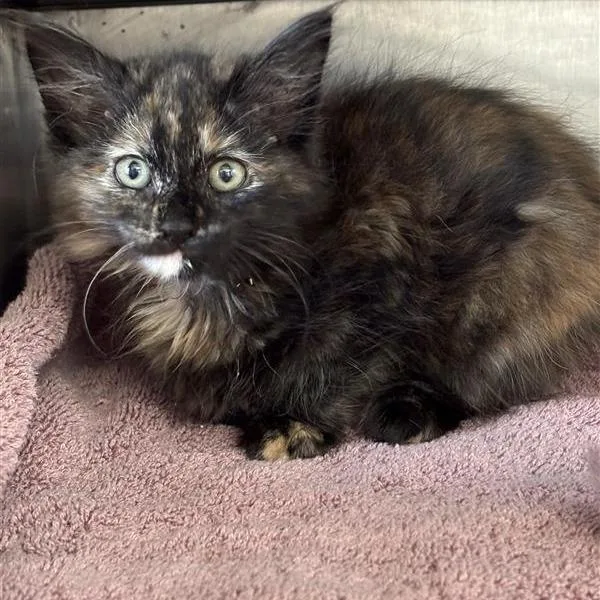 A baby small-sized female Domestic Short Hair cat named Button for adoption in Hawthorne, CA