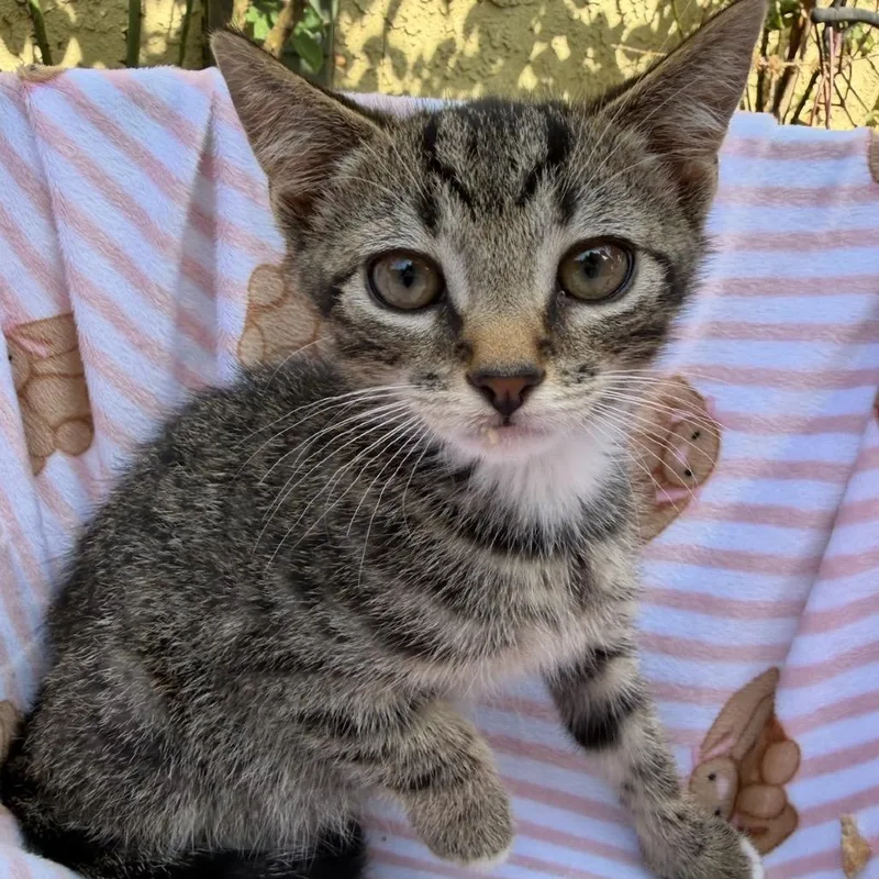 A baby small-sized male Brown / Chocolate Domestic Short Hair cat named Sage for adoption in Pacific Palisades, CA