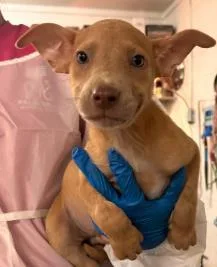 An adult medium-sized male Mixed Breed dog named Johnson for adoption in West Chester, PA