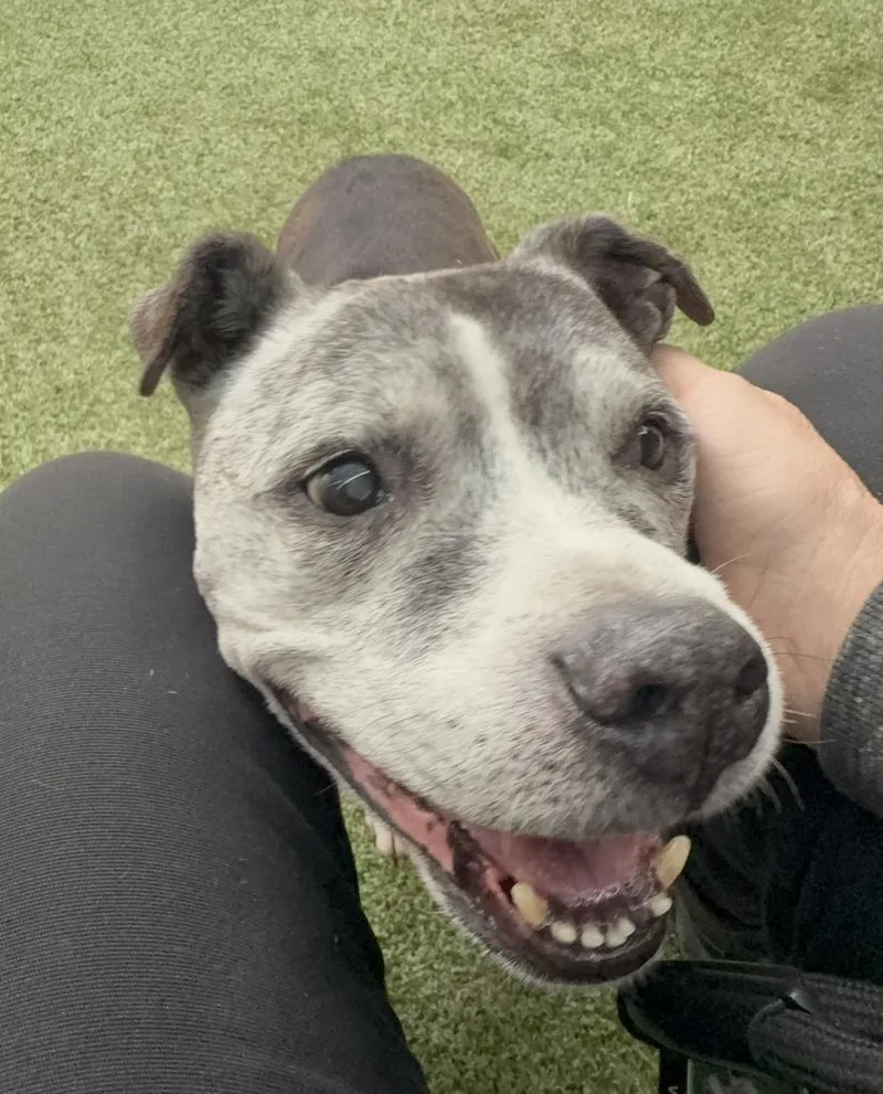A senior medium-sized male American Staffordshire Terrier dog named Dracula for adoption in Detroit, MI
