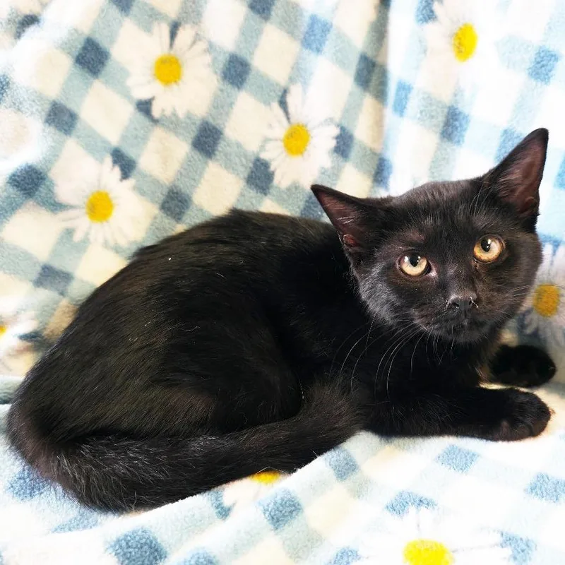 A baby small-sized female Black Domestic Short Hair cat named Amy for adoption in Mount Juliet, TN