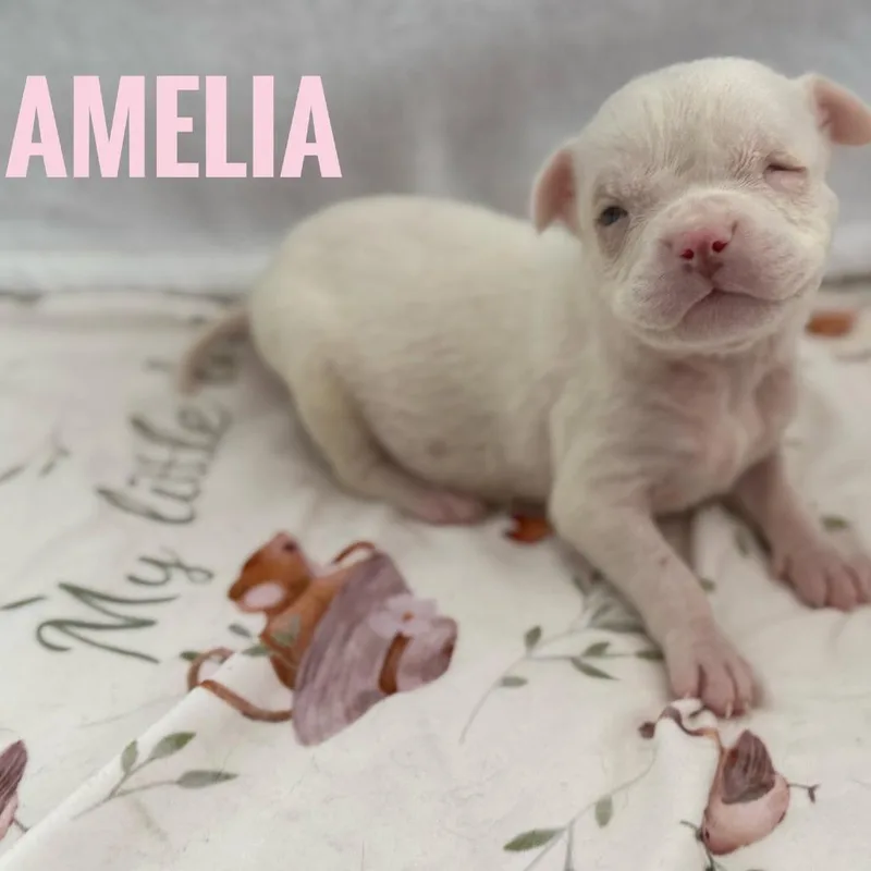 A baby medium-sized female White / Cream Australian Cattle Dog / Blue Heeler dog named Amelia for adoption in Eureka, CA