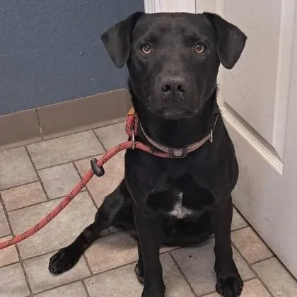 A young medium-sized male Black Labrador Retriever dog named Theo for adoption in Hollister, MO